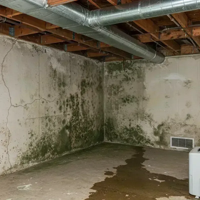 Professional Mold Removal in Beverly, MA